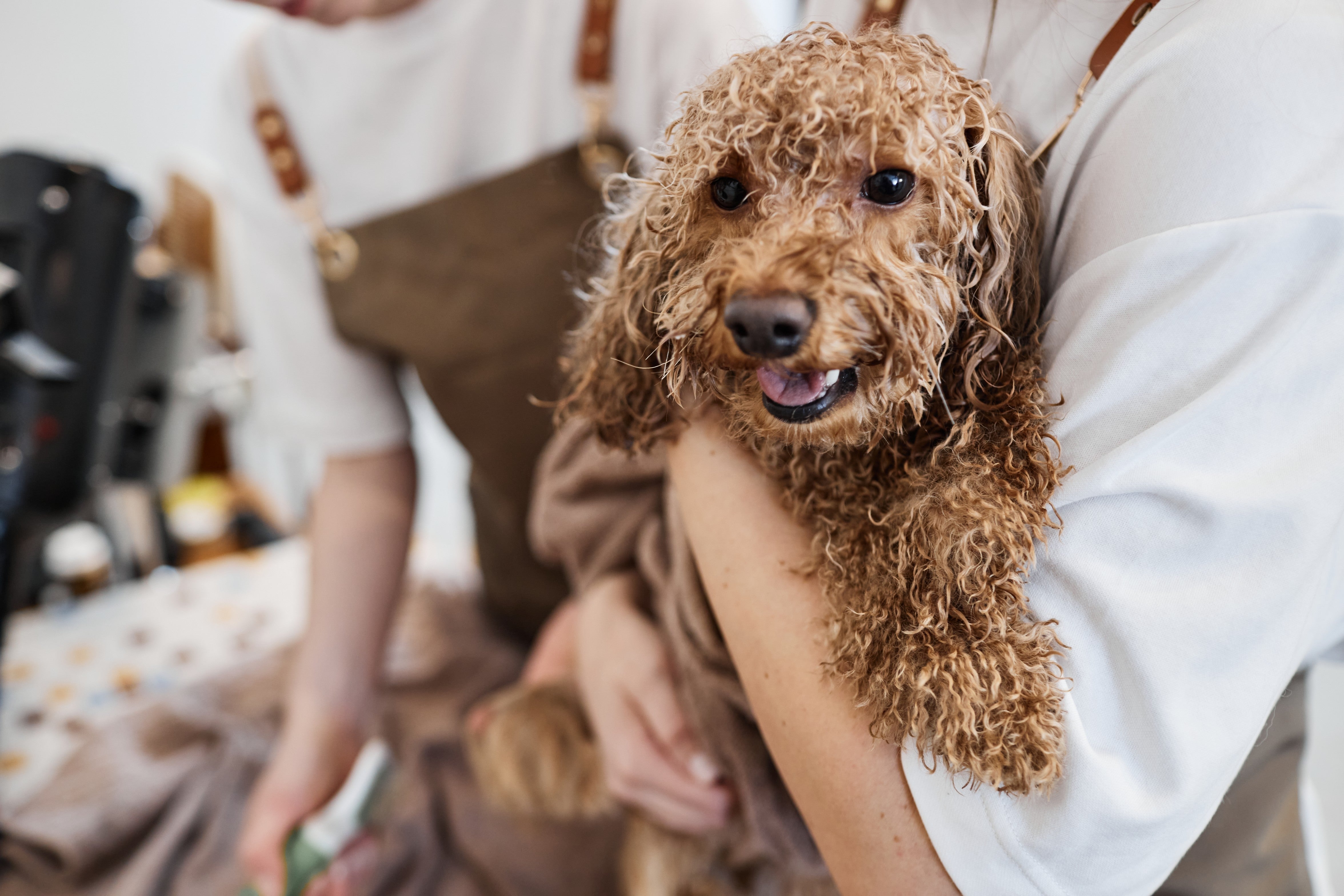 Puppy Grooming 101: Timing, Tips & Must-Haves