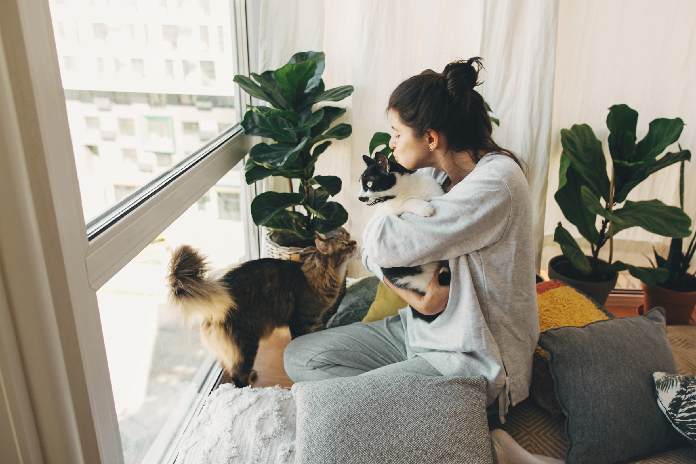 The Silent Signs Your Cat Is Stressed