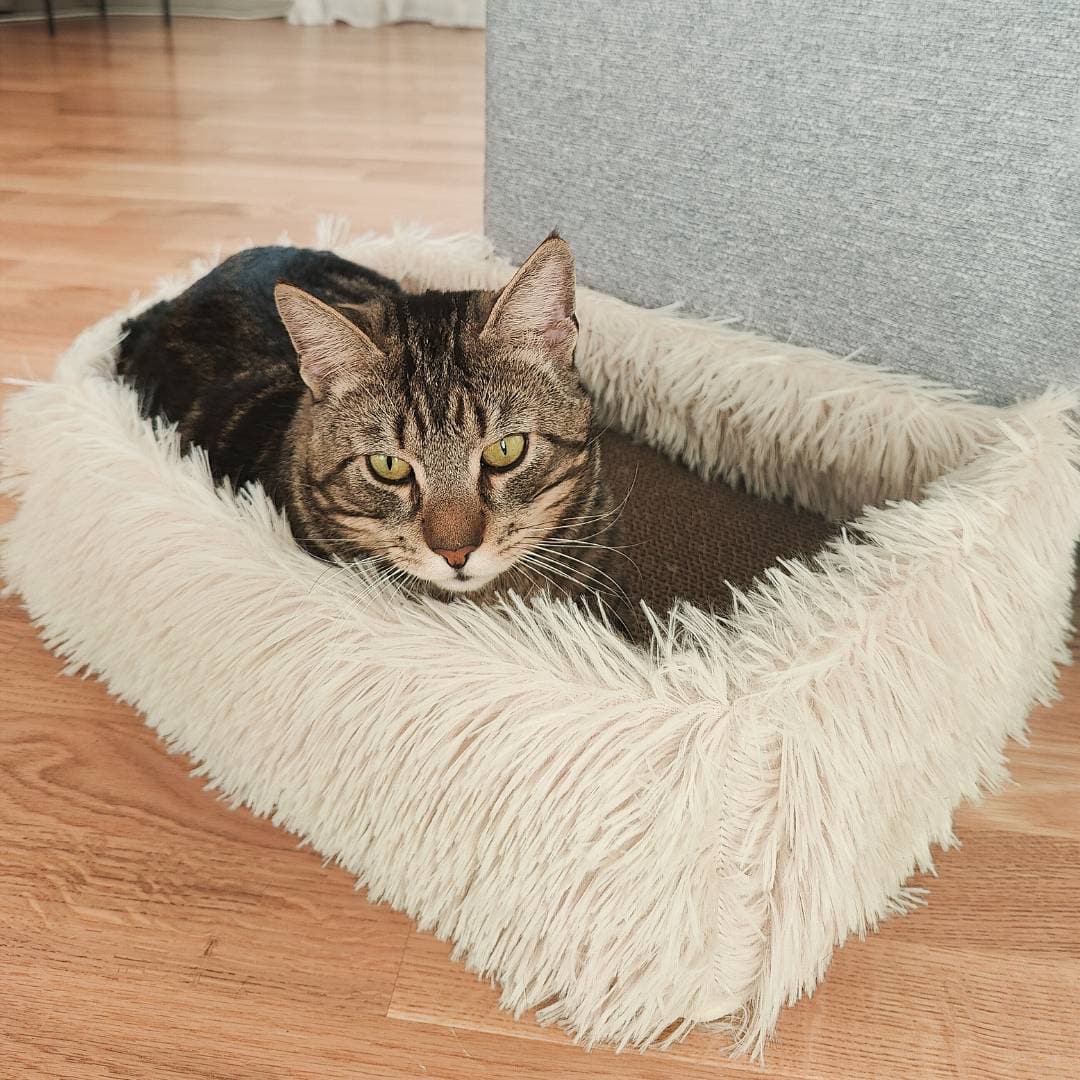 2-in-1 Scratching Cat Bed