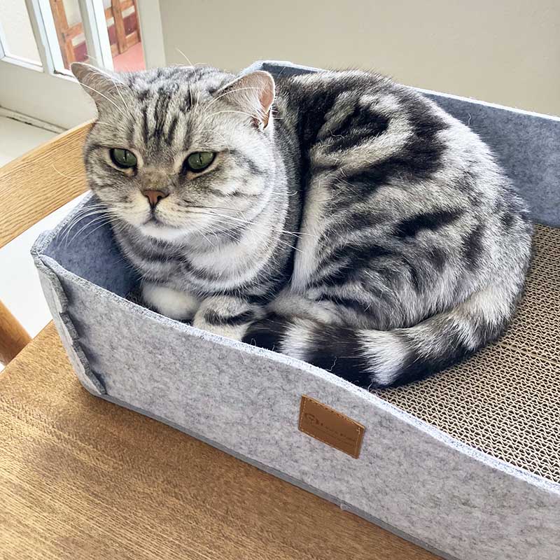 2-in-1 Scratching Cat Bed
