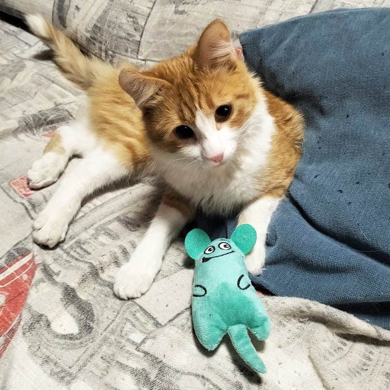 Meow Mates™ 6-Piece Catnip Companion & Play Pack