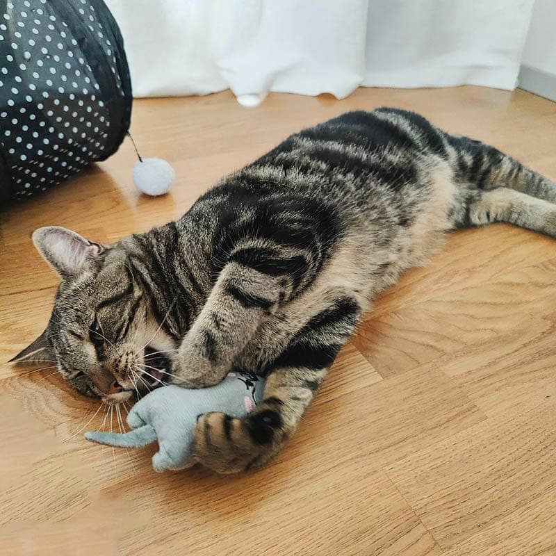 Meow Mates™ 6-Piece Catnip Companion & Play Pack